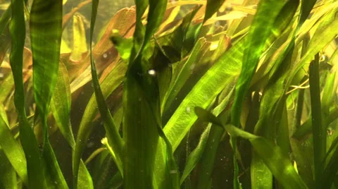 The Algae in water Stock Footage 36584474