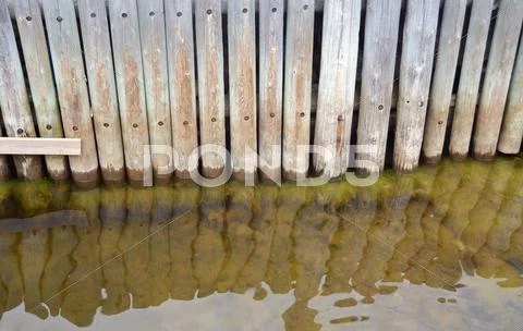 Algae in water Stock Photos