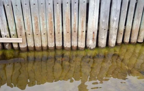 Algae in water Fotos Stock