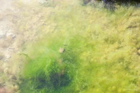 Algae in the water Stock Photos
