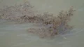 Algae water plants swimming on water surface near beach 4k or 4k+ Resolution