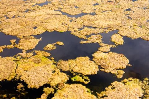 Algae on water surface Stock Photos
