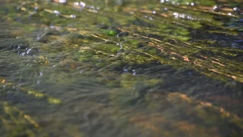 Algae in the water swaying from the stream Stock Footage 104956538