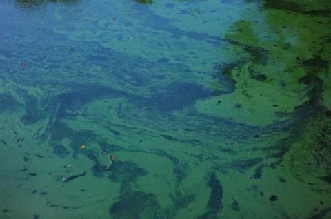 Algae on waters surface Stock Photos