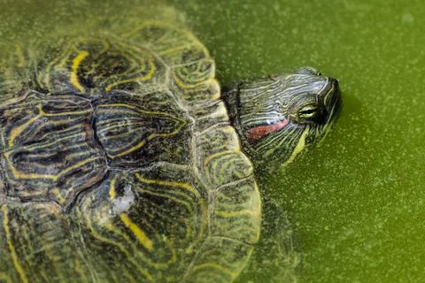 Algaecovered turtle shell, Closeup of turtle with algae and markings, Intimate Foto stock