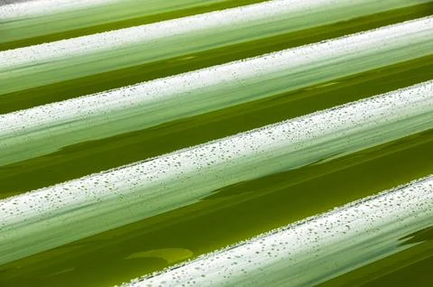 An AlgaeLink Algae growing system that is harvested to make ethanol and biodi Stock Photos