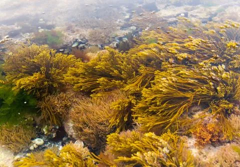 Algaes in the sea Stock Photos