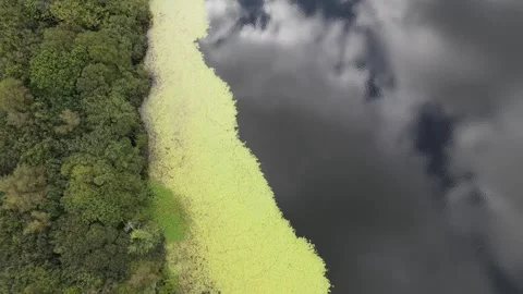 Algal Bloom 01 库存影片 305671948