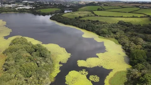 Algal Bloom 02 库存影片 305671875