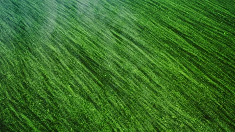 Algal bloom, algae bloom. Calm surface of the river filled with the algae Stock Footage 347941015