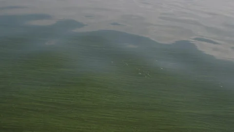 Algal bloom, algae bloom. Calm surface of the river filled with the algae Stock Footage 347942797