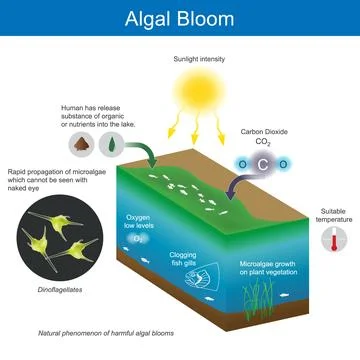 Algal Bloom. Stock Illustration