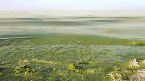 Algal bloom polluted water green color in lake Stock Footage