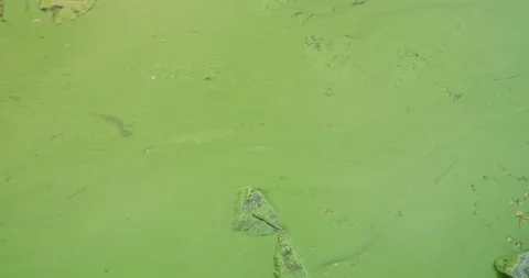 Algal bloom in the river. Close-up, polluted green water. Concept of ecology Vídeos de archivo 217777898