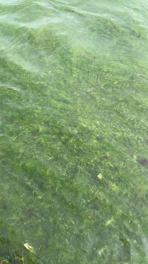 Algal bloom in seawater at Odesa beach Stock Footage 339733090
