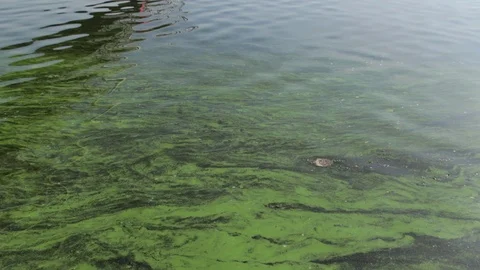Algal Bloom on the Water Video stock 77004967