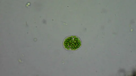 Algal cell with chloroplasts under microscope 動画素材 33661231