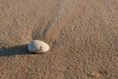 Algarve seashell Stock Photos