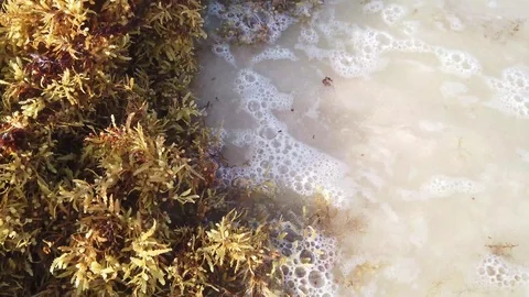 Algas de sargazo flotando en el agua Stock Footage 111034665