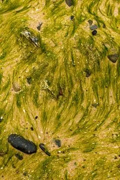 Algea close up 库存照片