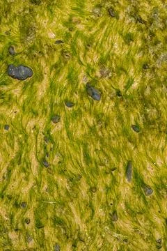 Algea close up Stock Photos