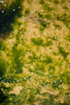 Algea close up Foto stock