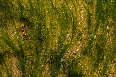 Algea close up 库存照片