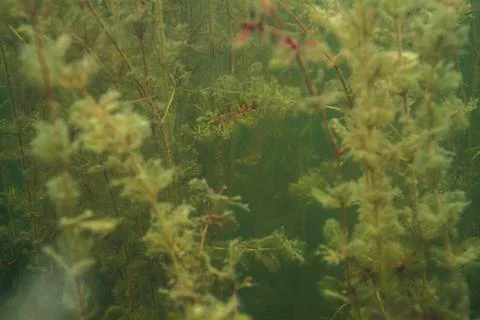 Algea forest Stock-Fotos