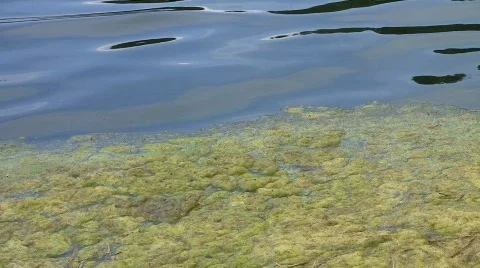 Algea in pond Stock Footage 755163