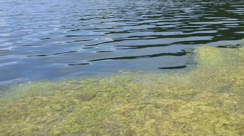 Algea on pond 库存影片 755178