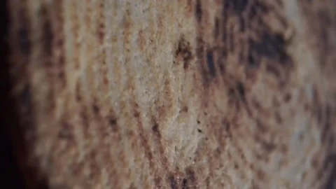 Algerian Feteer Kind of bread Stock Footage 204012753