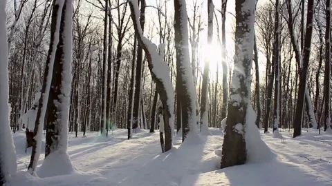 Algoma Sunset through Trees, Northern Ontario Winter Forest 動画素材 85044368
