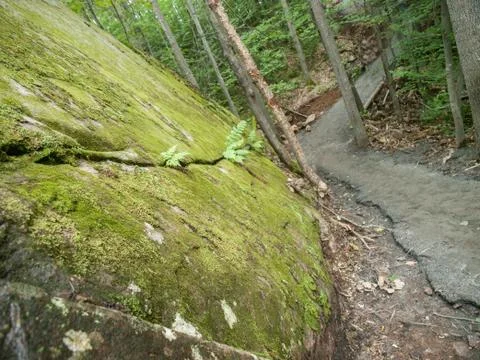 Algonquin Park Hiking Path Stock Photos