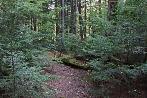 Algonquin woods clearing Stock Photos
