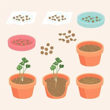 Algorithm Agriculture to plant coriander vector illustration イラスト素材