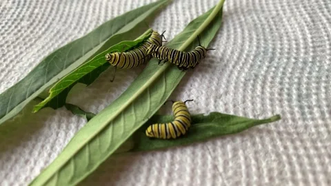 Alice Day Stock Footage 166165069