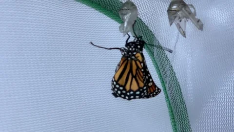 Alice Day Stock Footage 166165810