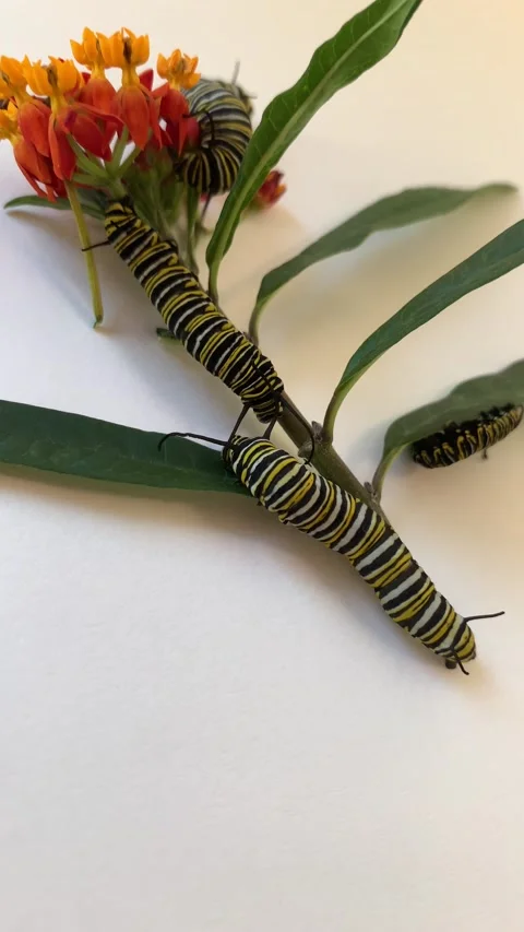 Alice Day Stock Footage 166165869