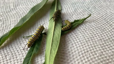 Alice Day Stock Footage 166165873