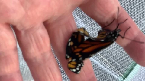 Alice Day Stock Footage 166166030