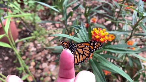 Alice Day Stock Footage 166166647