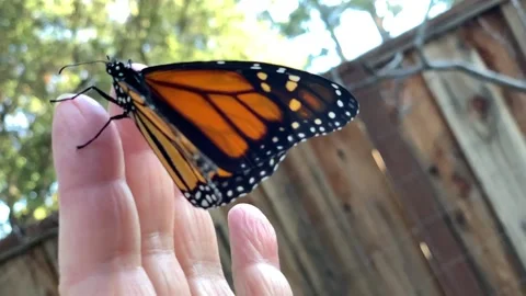 Alice Day Stock Footage 169094032