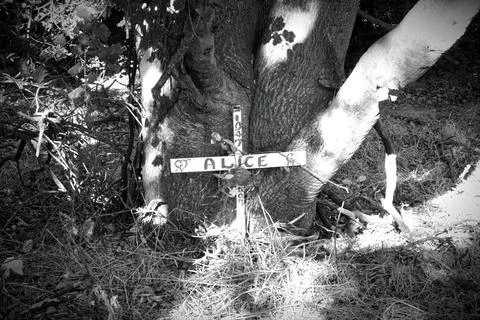 Alice Grave Foto stock