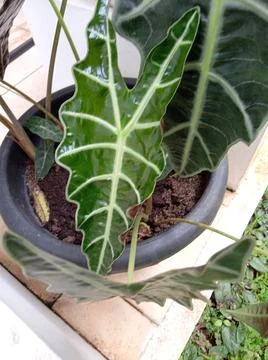 Alicosia Fotos de archivo