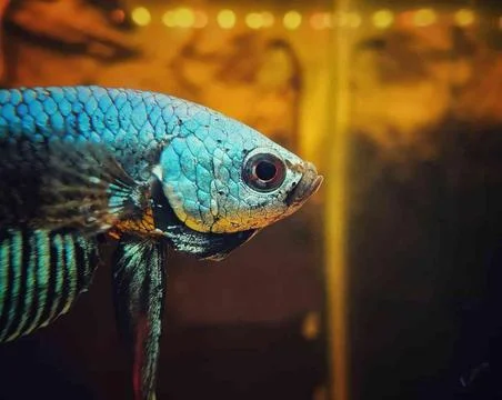 Alien beta Foto stock