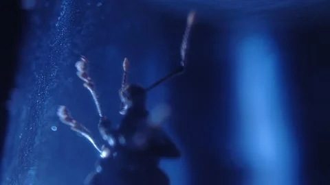 Alien Bug Prodding Glass Stock Footage 205539450