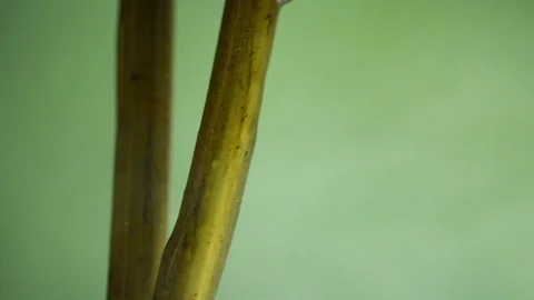 Alien Cell Stem Dripping Liquid Stock Footage 134569478