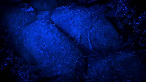 Alien Creature Opens Up In Flashing Blue Light Stock Footage 187026568