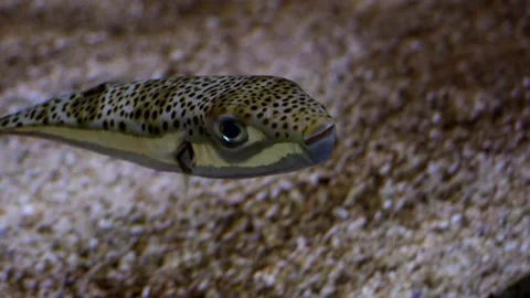 Alien fish with big round eyes and brownspotted skin swimming on the spot Stock Footage