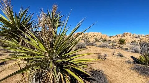 🌵 Alien Flora: Joshua Tree Close-up in Martian Landscape Stock Photos